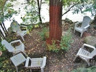 Redwood Tree